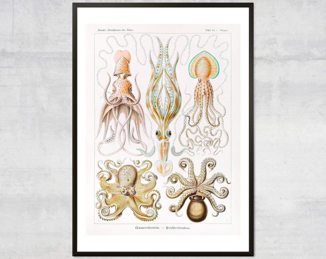 Vintage Squid Octopus Antique Ocean Diagram Art Print