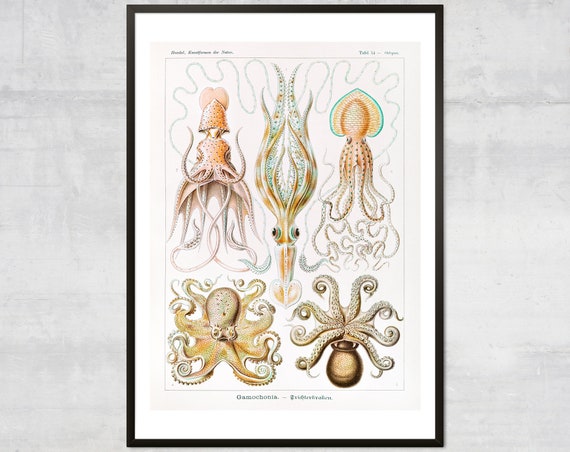 Vintage Squid Octopus Antique Ocean Diagram Art Print