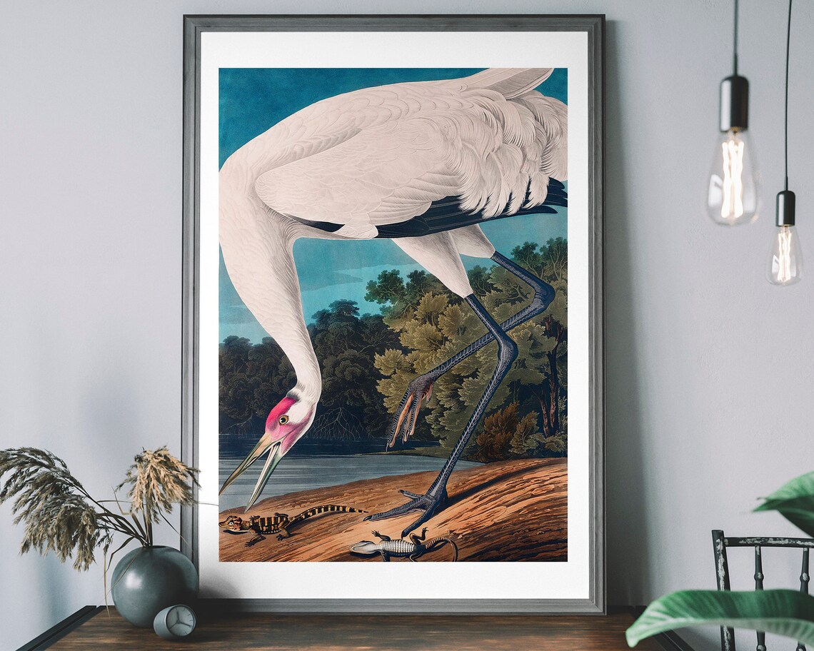 Whooping Crane Vintage Art Print, Audubon Decor