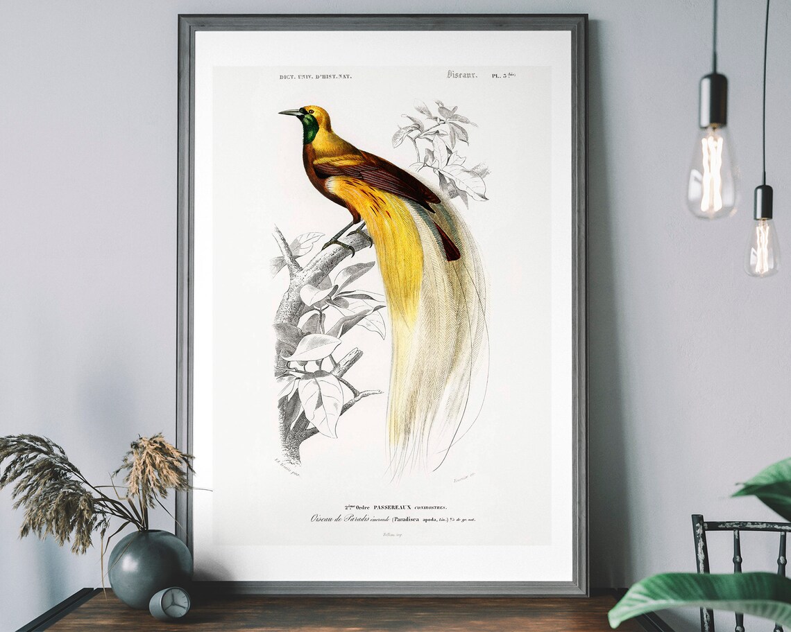 Bird Of Paradise Vintage Art Print, Audubon Decor