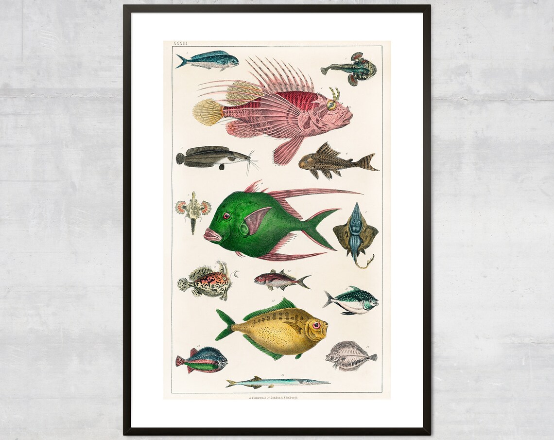 Vintage Fish Antique Ocean Diagram, Victorian Illustration