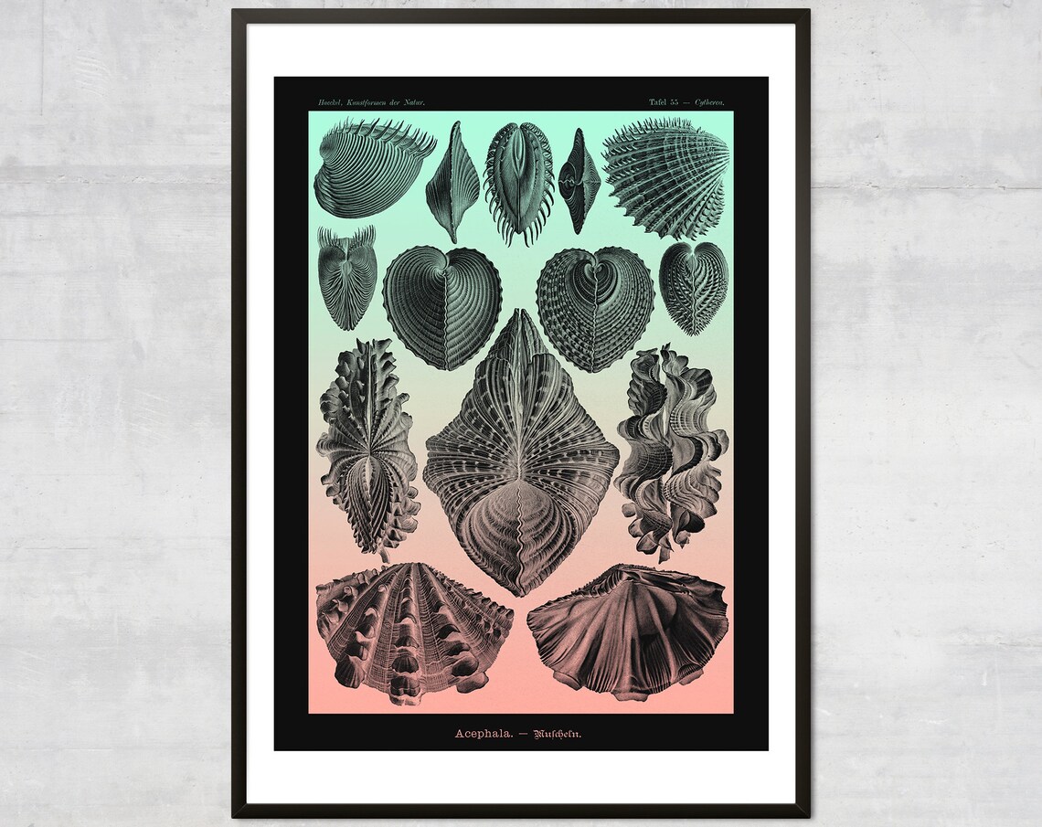 Ernst Haeckel Seashell Acephala Vintage Scientific Nautical Shell Poster