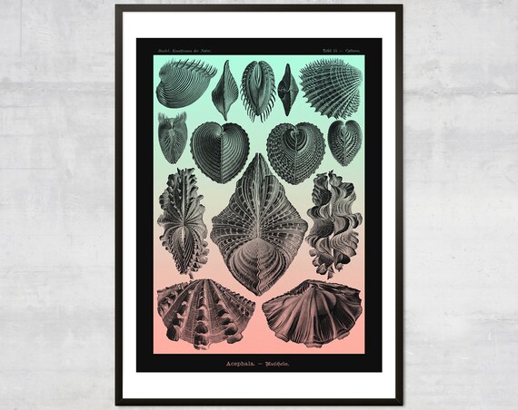 Ernst Haeckel Seashell Acephala Vintage Scientific Nautical Shell Poster