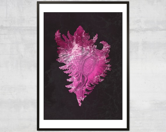Vibrant Pink Murex Seashell Specimen On Deep Black Background Poster