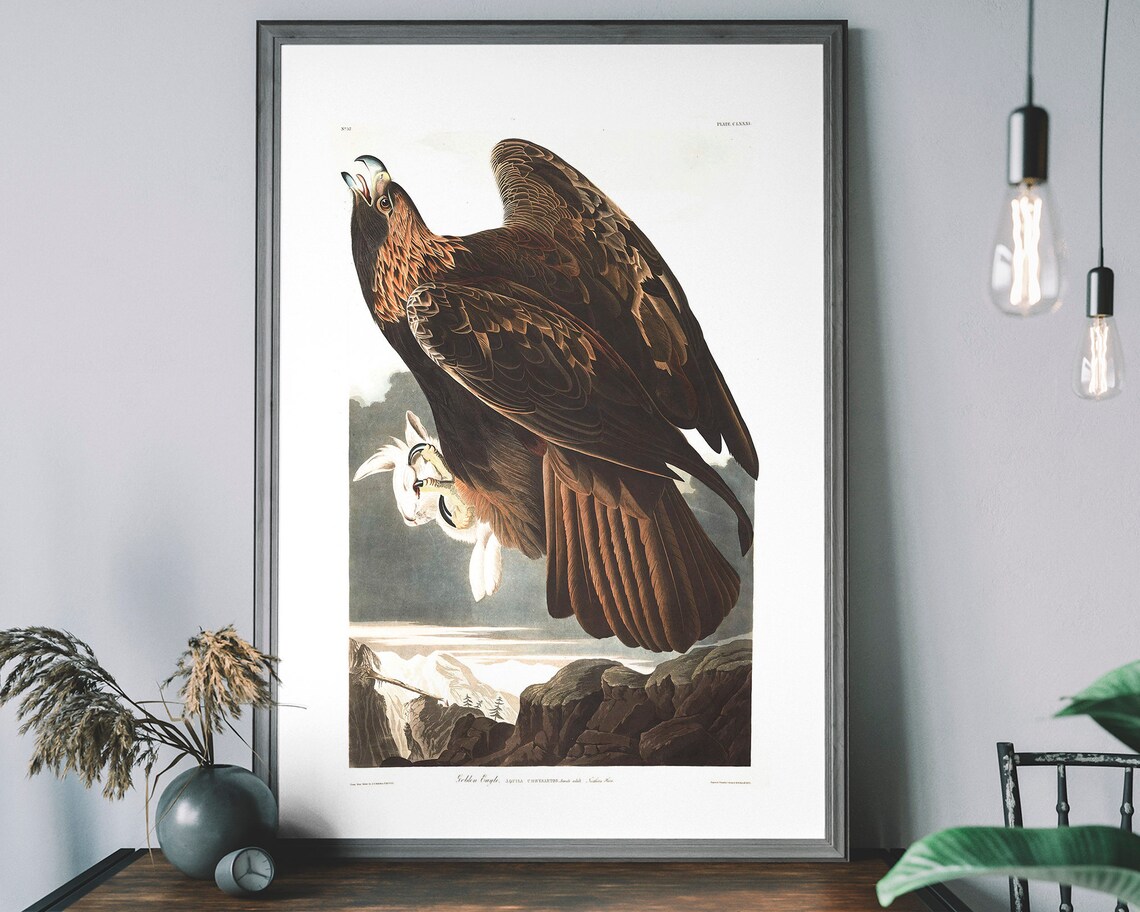 Golden Eagle Audubon Style Antique Bird Of Prey Wildlife Poster