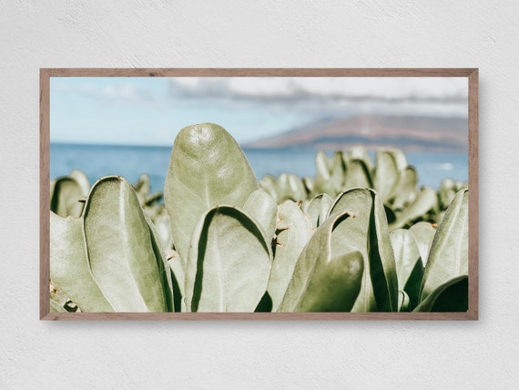 Tropical Leaves, Instant TV Art