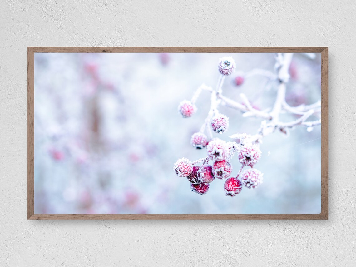 Winter Red Berries Art Print, Christmas Seasonal Decor