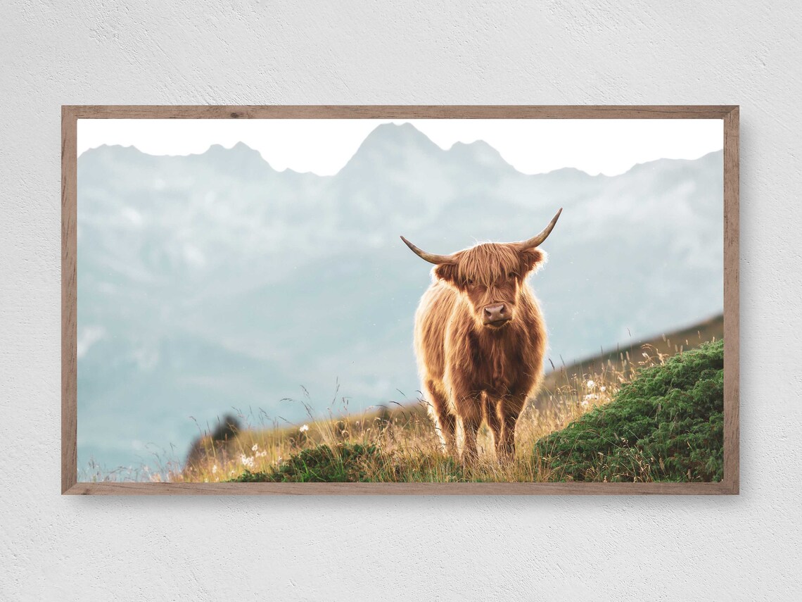 Highland Cow Farmhouse Country Art Print