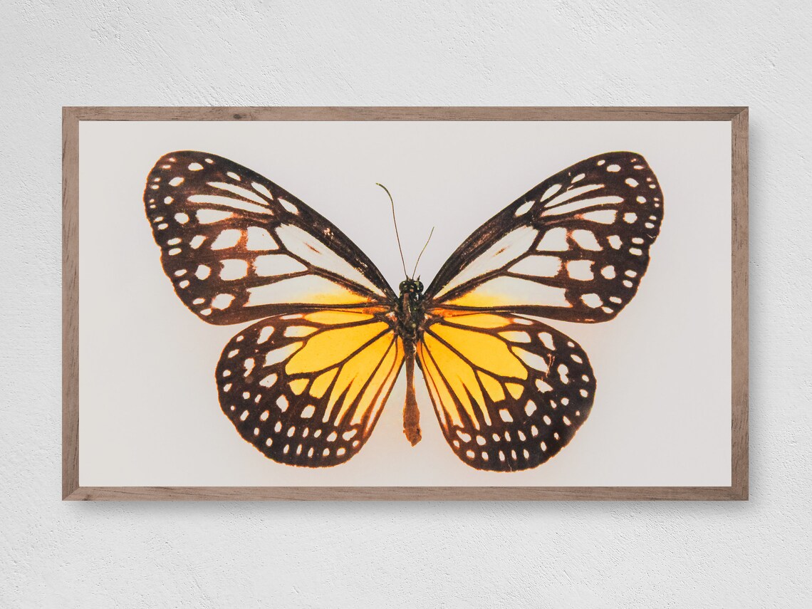 Butterfly Art Print, Instant Frame TV Decor