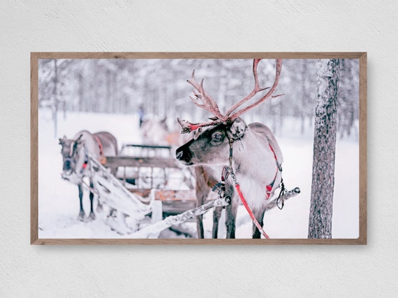Reindeer Sleigh Christmas Snow Art Print