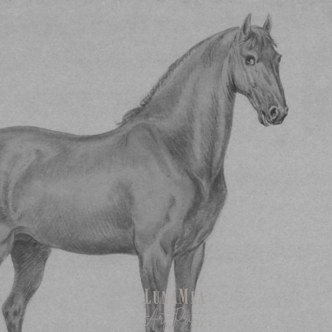Antique Horse Pencil Drawing Vintage Equestrian Sketch Study Wall Art - Image 3