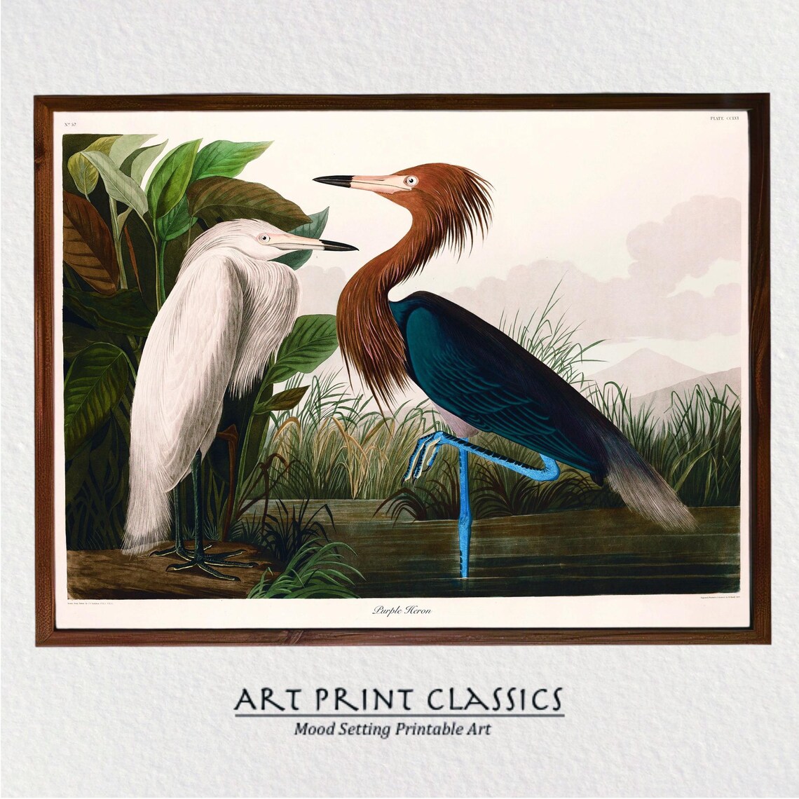 Purple Heron Audubon Vintage Bird Print, Coastal
