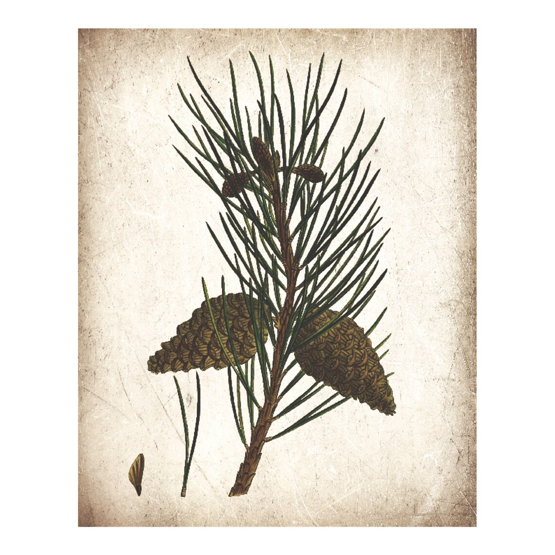 Vintage Pine Cone Rustic Nature Art Print - Image 4