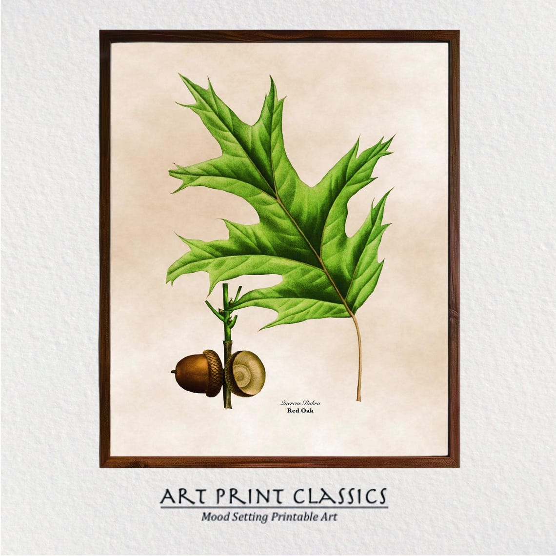 Vintage Red Oak Botanical Illustration Pointed Leaves Acorns Poster