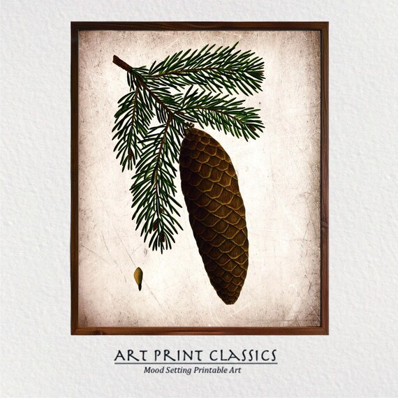 Vintage Pine Cone Rustic Nature Art Print