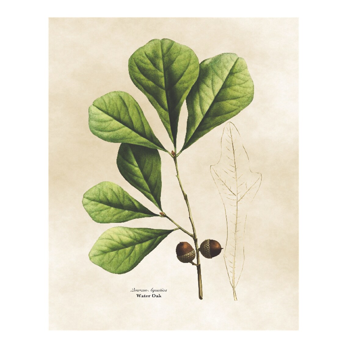 Vintage Water Oak Botanical Illustration Green Leaves Acorn Poster - Image 4