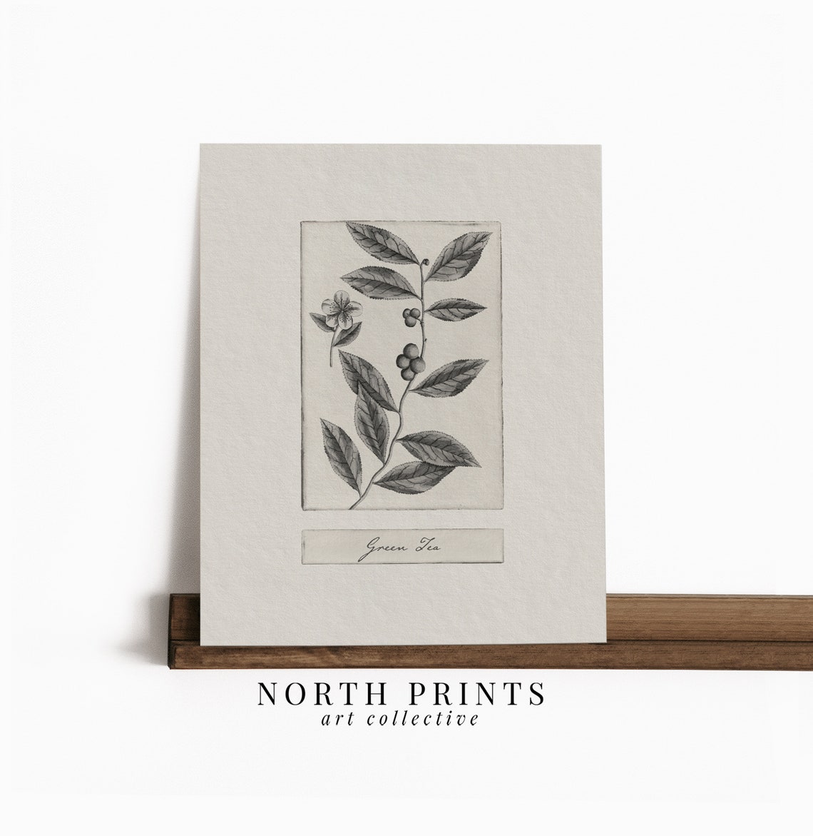 Vintage Green Tea Leaf Botanical Sketch Plant Kitchen Poster - Image 4
