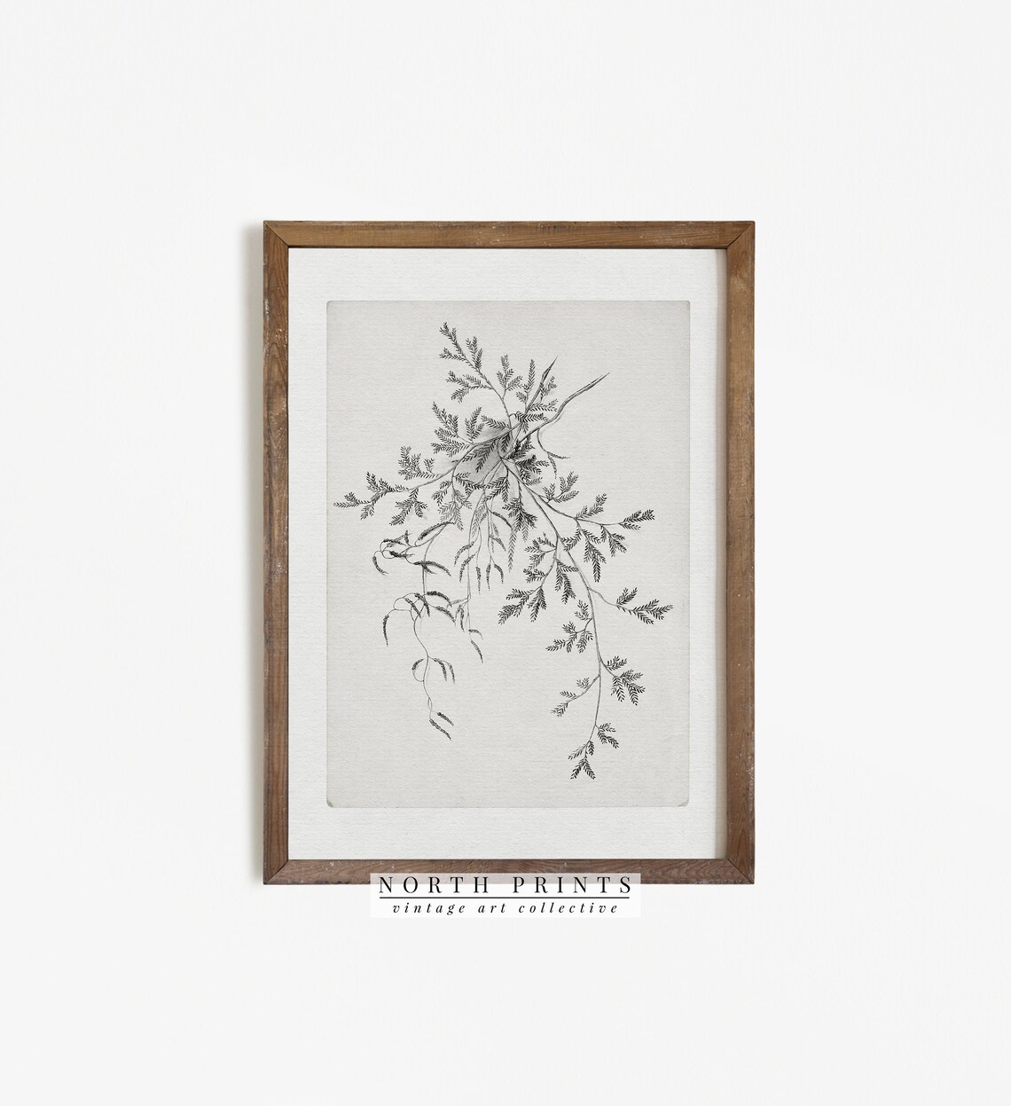 Antique Neutral Botanical Drawing, Vintage Sketch