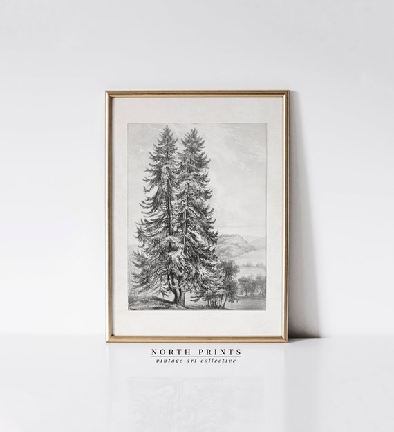 Rustic Pine Tree Landscape Vintage Sketch Wall Art North Prints Shop Sk263