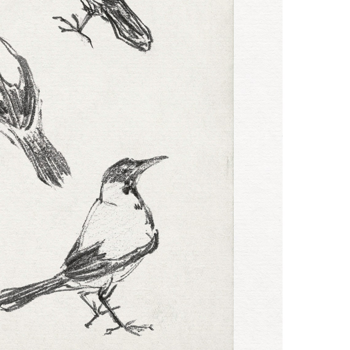 Three Perched Birds Minimalist Black White Vintage Sketch Wall Art - Image 3