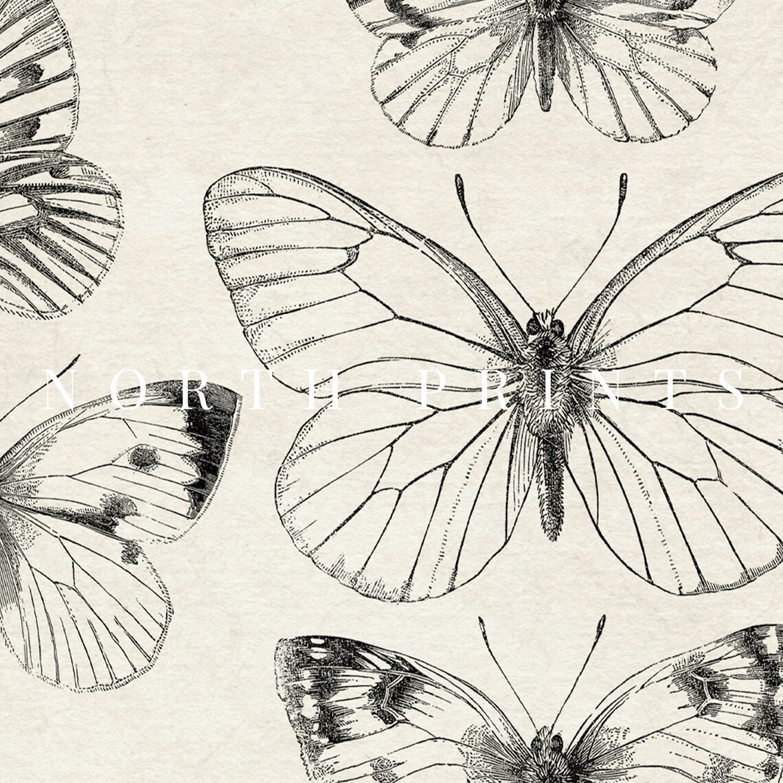 Vintage Butterfly Illustration Sketch Nursery Art Print - Image 3