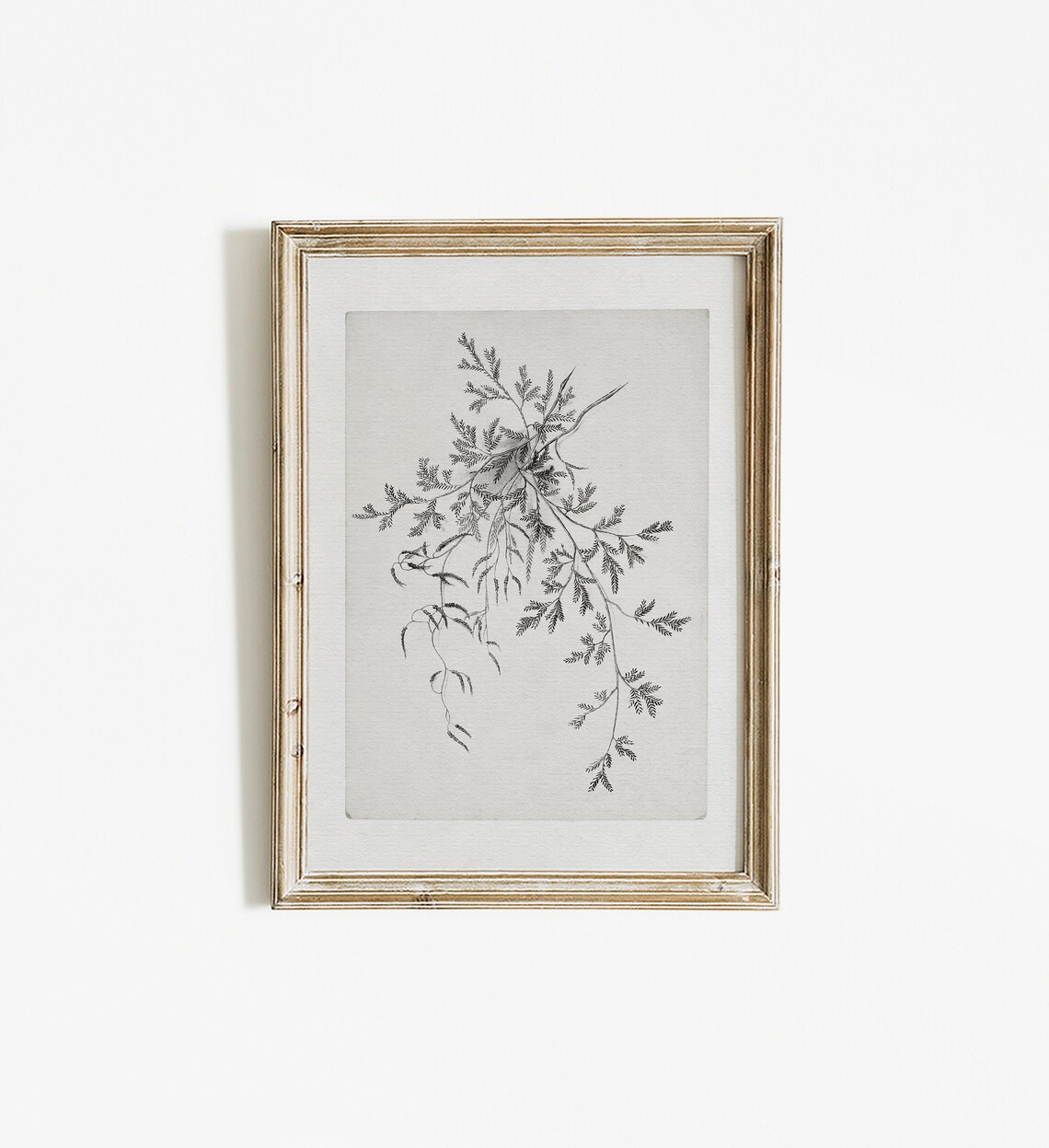 Antique Neutral Botanical Drawing, Vintage Sketch - Image 4