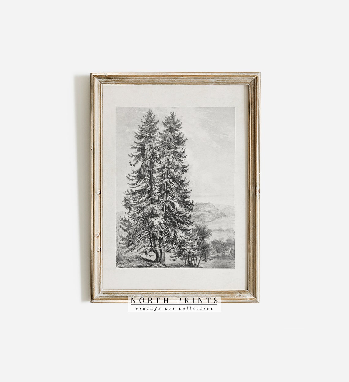 Rustic Pine Tree Landscape Vintage Sketch Wall Art North Prints Shop Sk263 - Image 3