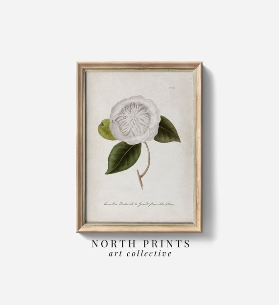 Antique Camellia Botanical Watercolor Art Print