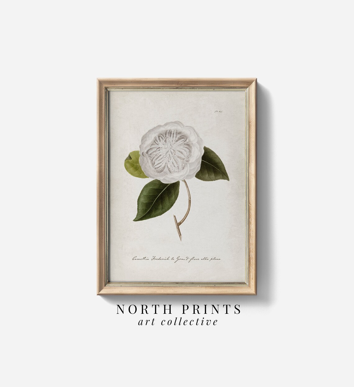 Antique Camellia Botanical Watercolor Art Print