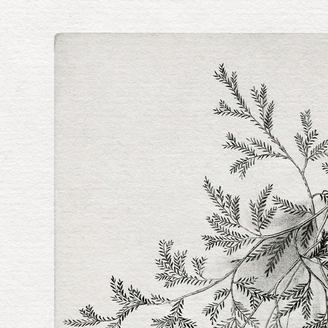 Antique Neutral Botanical Drawing, Vintage Sketch - Image 3