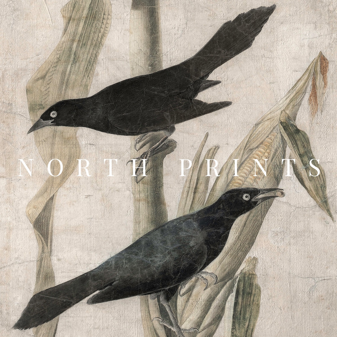 Vintage Black Birds Corn Stalk Autumn Natural History Painting Moody Wall Print - Image 3