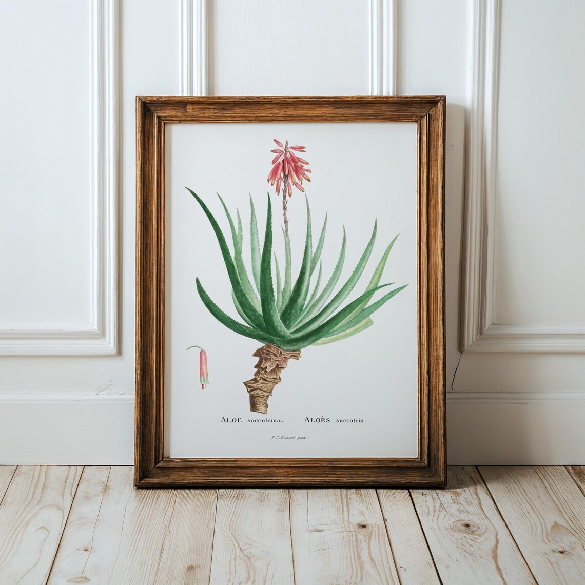 Aloe Socotrina Vintage Floral Art Print Redout Botanical
