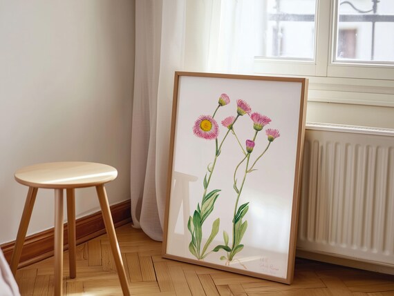 Meadow Fleabane Pink Daisy Wildflower Vintage Botanical Flower Print