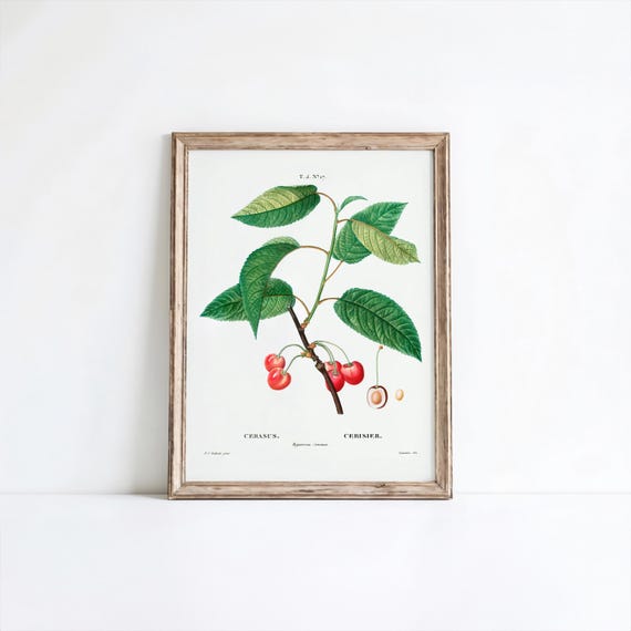 Vintage Cherry Botanical Print Redout Flower Art