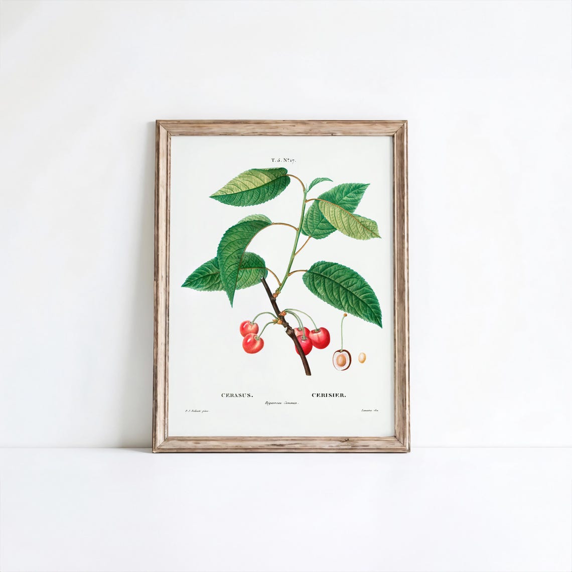 Redoute Cherry Branch Botanical Vintage Cerasus Fruit Art Poster