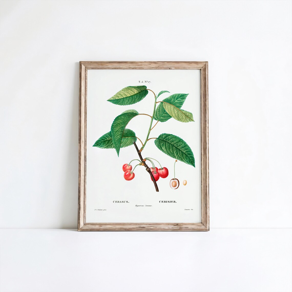 Vintage Cherry Botanical Print Redout Flower Art