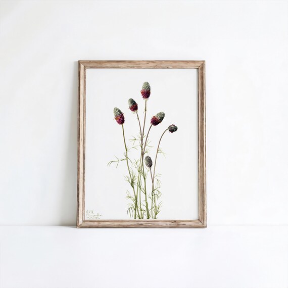 Purple Prairieclover Flower Art Print Vintage Botanical Wall Decor