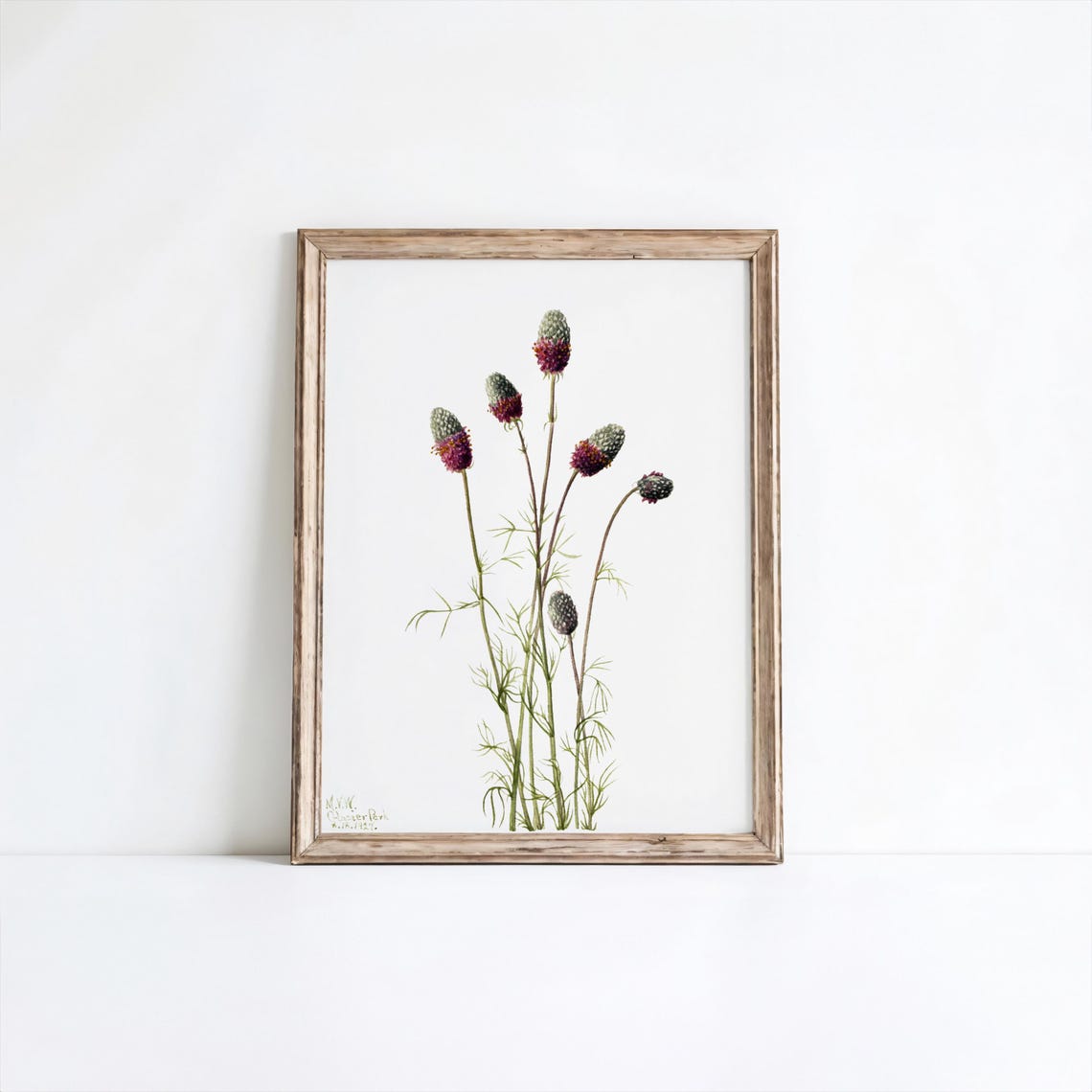 Purple Prairieclover Flower Art Print Vintage Botanical Wall Decor