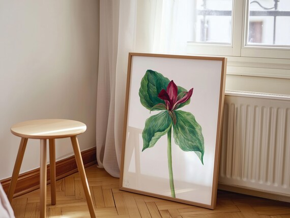 Whippoorwill Flower Crimson Blooms Vintage Botanical Art Poster
