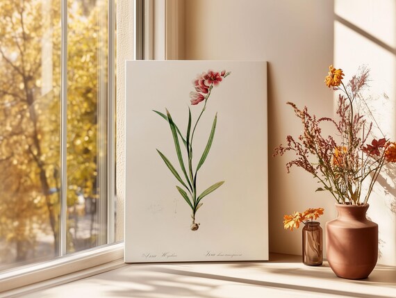 Ixia Hyalina Vintage Botanical Flower Illustration Art Poster