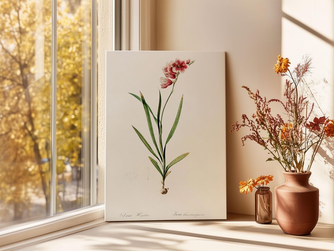 Redout Ixia Hyalina Flower Art Print Vintage Botanical Wall Decor