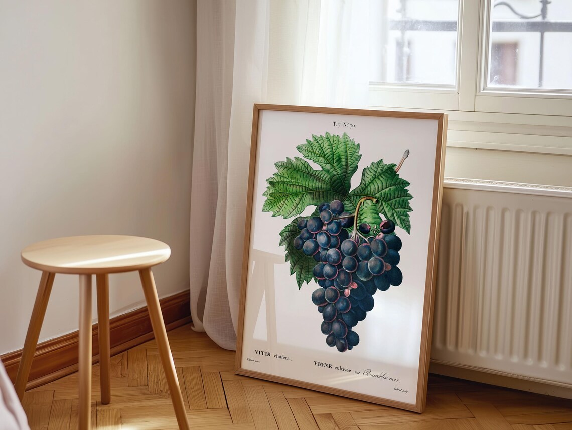 Vintage Dark Purple Grapes Botanical Vitis Vine Kitchen Art Print