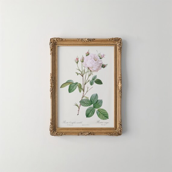 Redoute White Cabbage Rose Vintage Floral Botanical Art Poster