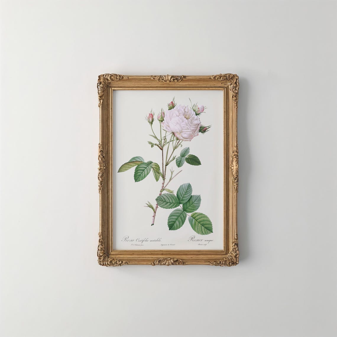 Redoute White Cabbage Rose Vintage Floral Botanical Art Poster