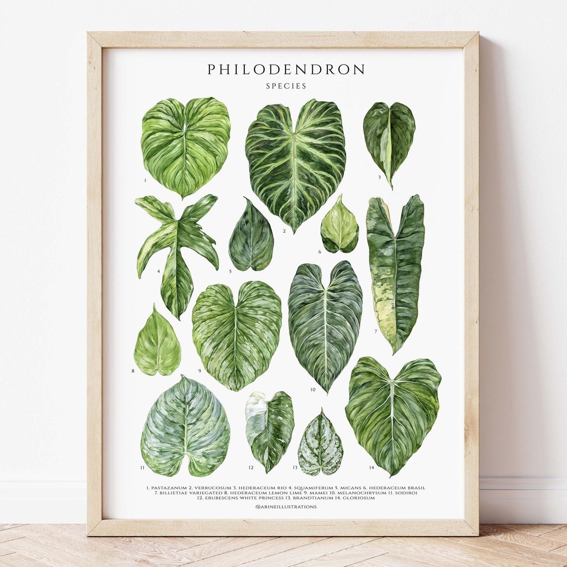Philodendron Species Botanical Leaf Identification Chart Poster
