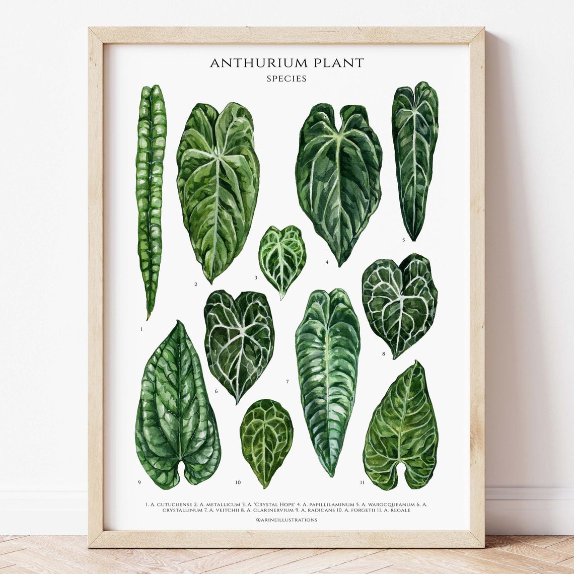 Anthurium Species Velvet Leaf Botanical Identification Chart Poster