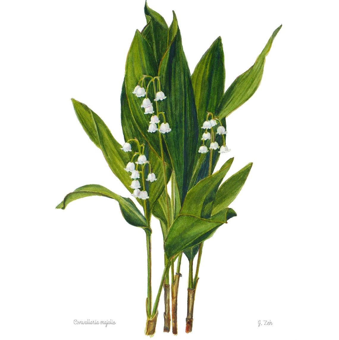 Lily Of The Valley Botanical Illustration Wall Art Print