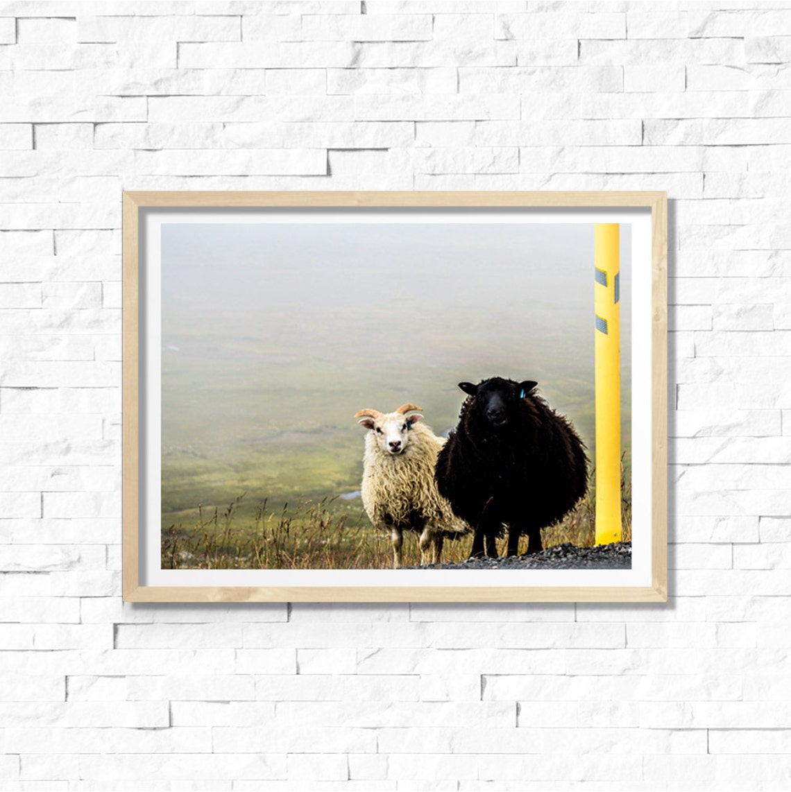 Iceland Two Sheep Foggy Roadside Cute Animal Photography Wall Art