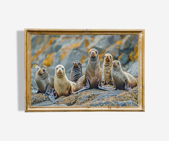 Curious Sea Lions On Rocky Shore Wildlife Coastal Oil Painting Poster