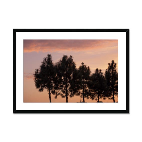 Real Photo Sunset Pine Tree Silhouette Art Print Tranquil Pastel Sky Landscape